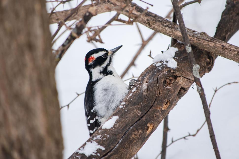 Free Image of Woodpecker perched on tree branch in snowy winter scene. 