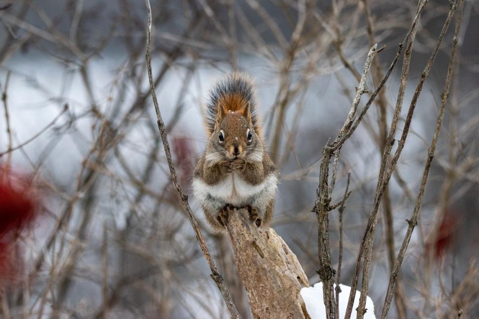 Free Image of Cute squirrel sitting upright on a snowy branch in winter. 