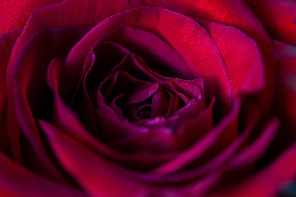 Free Image of Close-up of a vibrant, deep red rose in full bloom. 