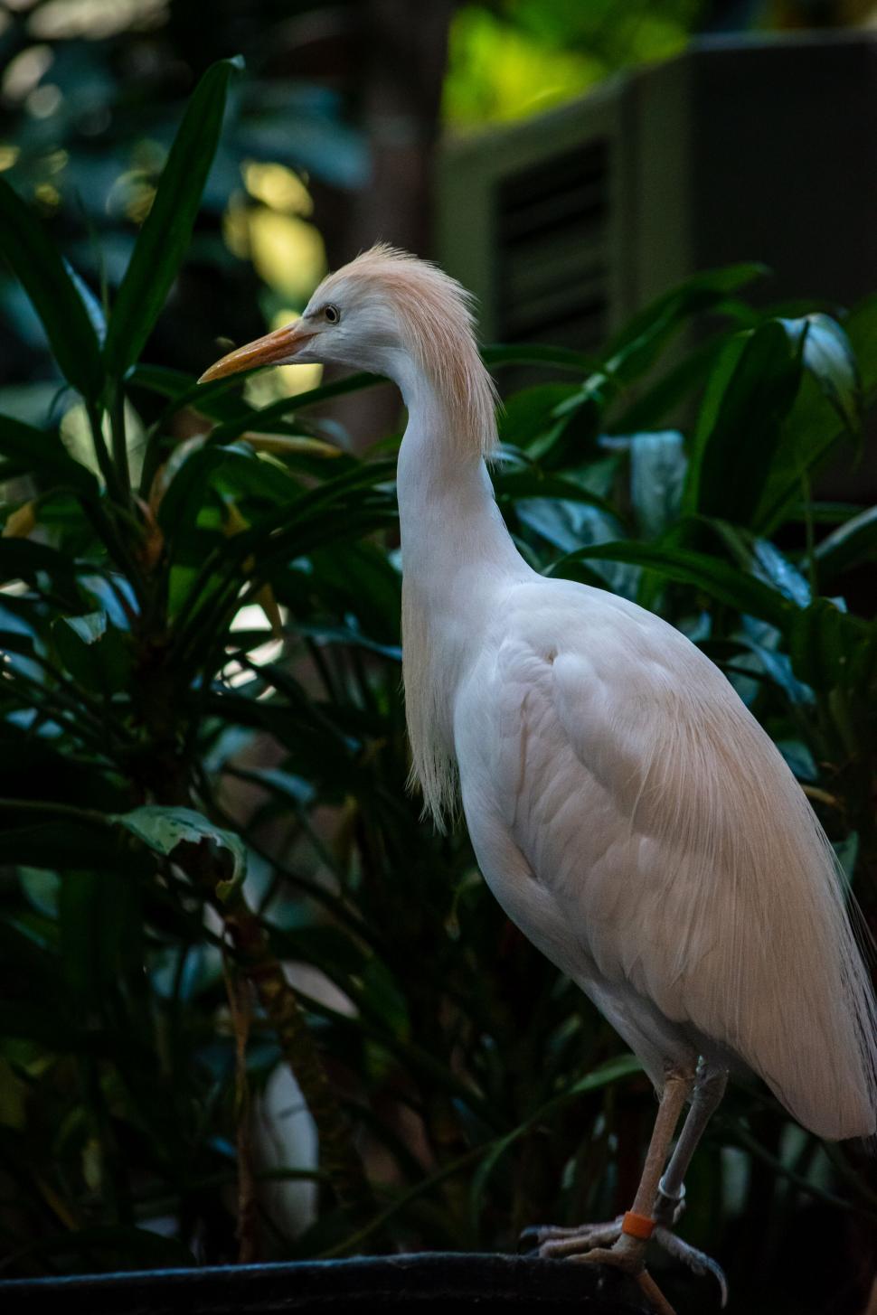 Free Image of Egret standing on a branch in a lush green environment 
