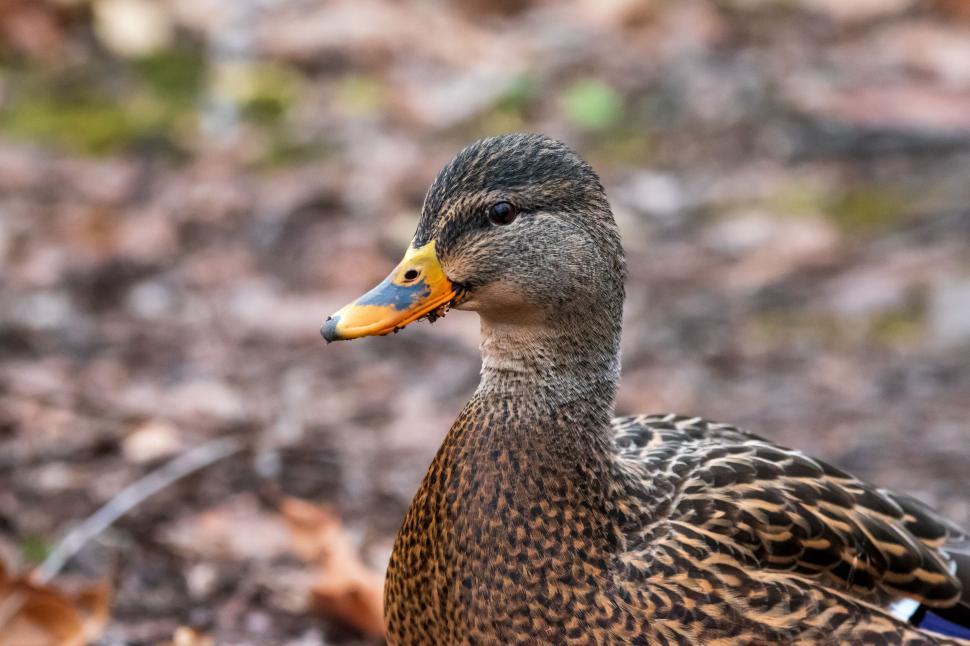 Free Image of Duck with intricate feather pattern in natural setting. 
