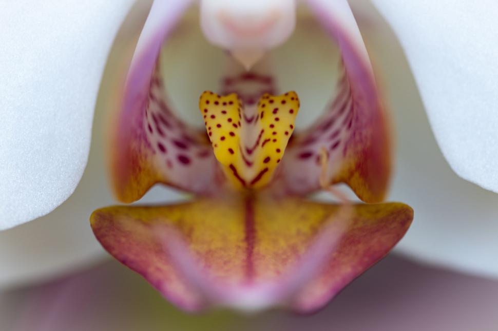 Free Image of Close-up macro shot of a colorful and exotic orchid flower 