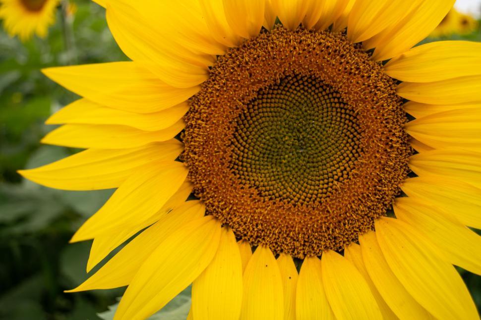 Free Image of Bright yellow sunflower in full bloom under sunlight 