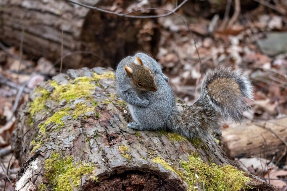 Free Image of Squirrel grooming on a mossy log in a forest setting 