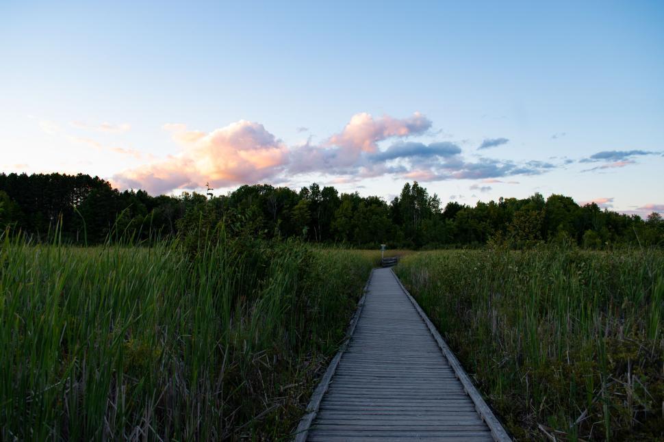 Free Image of Beautiful wooden walkway through a serene natural park. 