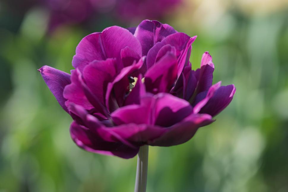 Free Image of Close-up of vibrant purple flower in full bloom shot 