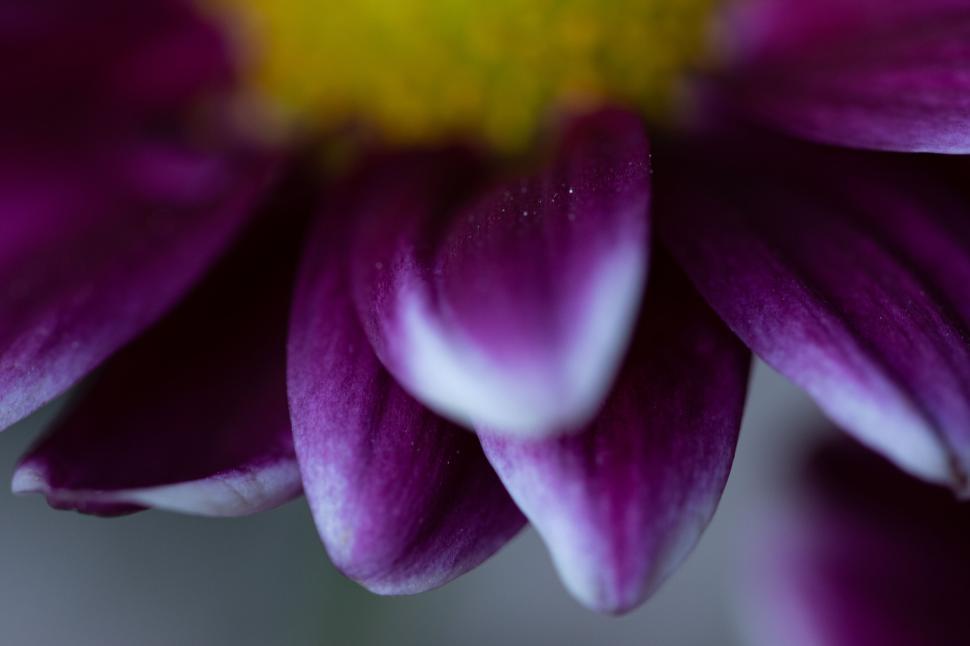 Free Image of Macro view of purple flower petal details close-up shot 
