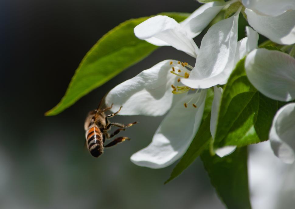 Free Image of Bee approaching a white flower in natural close-up shot 