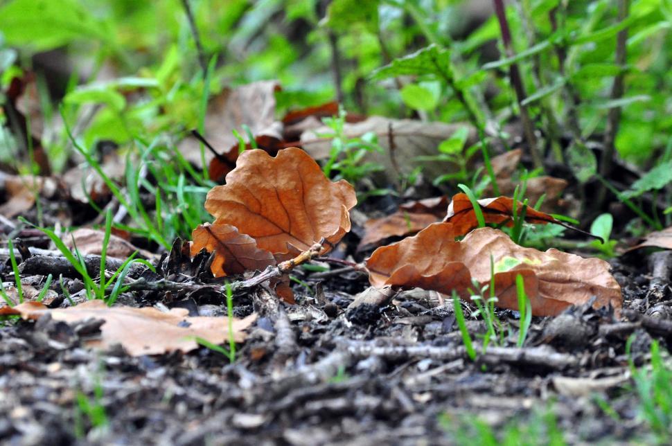 Free Image of Perry wood autumn squirrels and leaves 