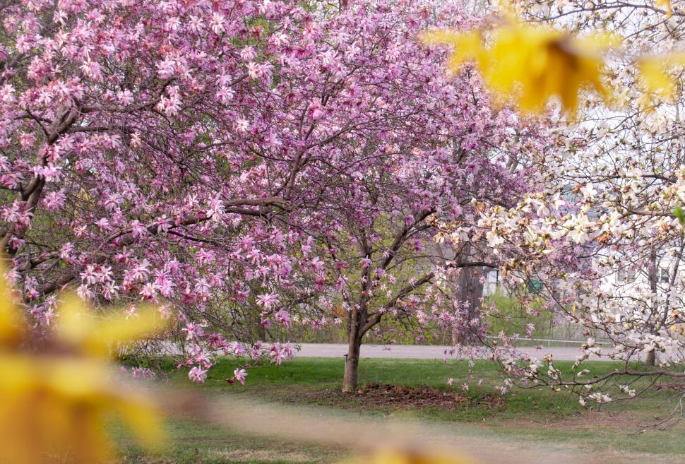 Free Image of Blooming pink cherry blossom tree in a garden setting 