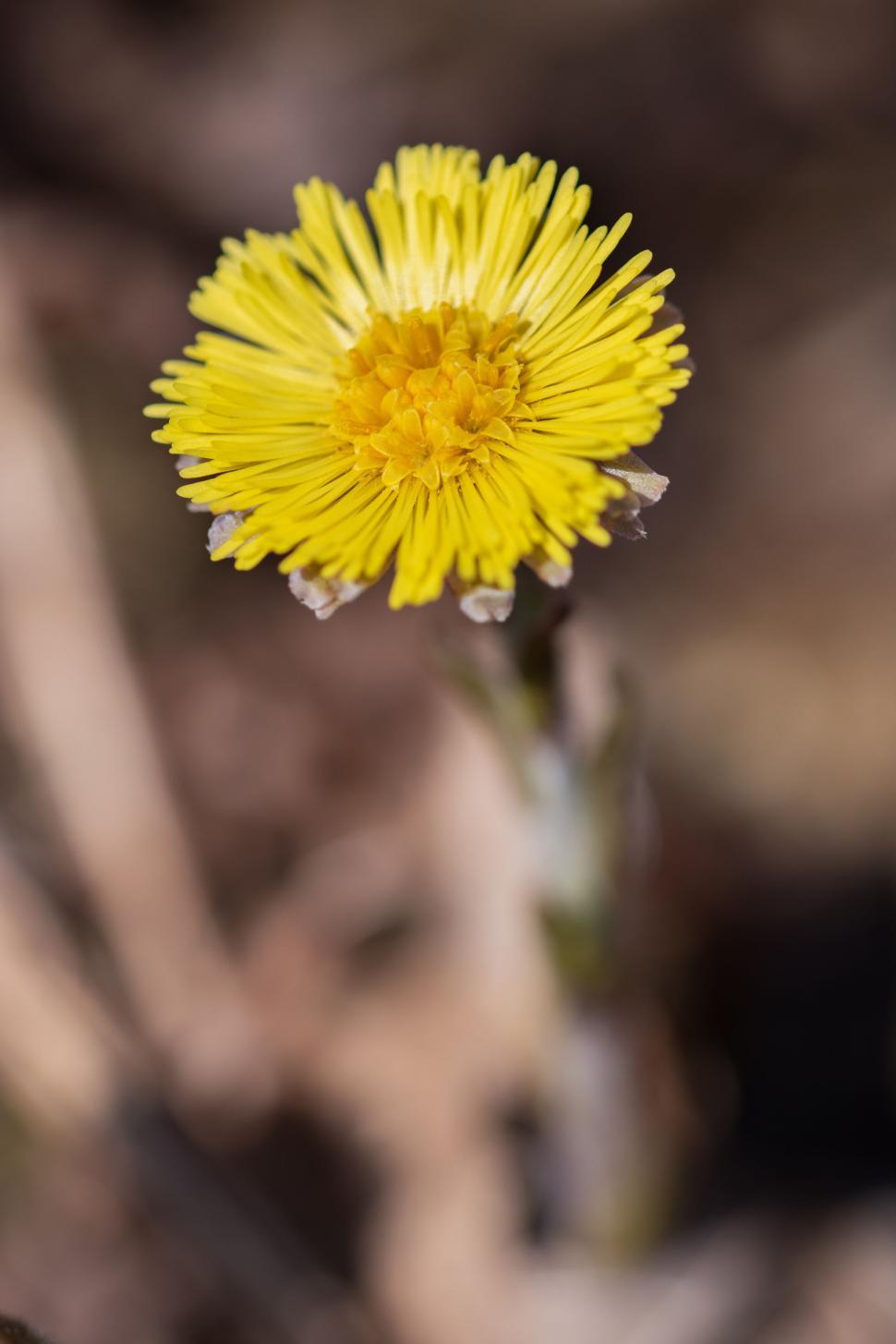 Free Image of Bright yellow dandelion flower in a natural setting 