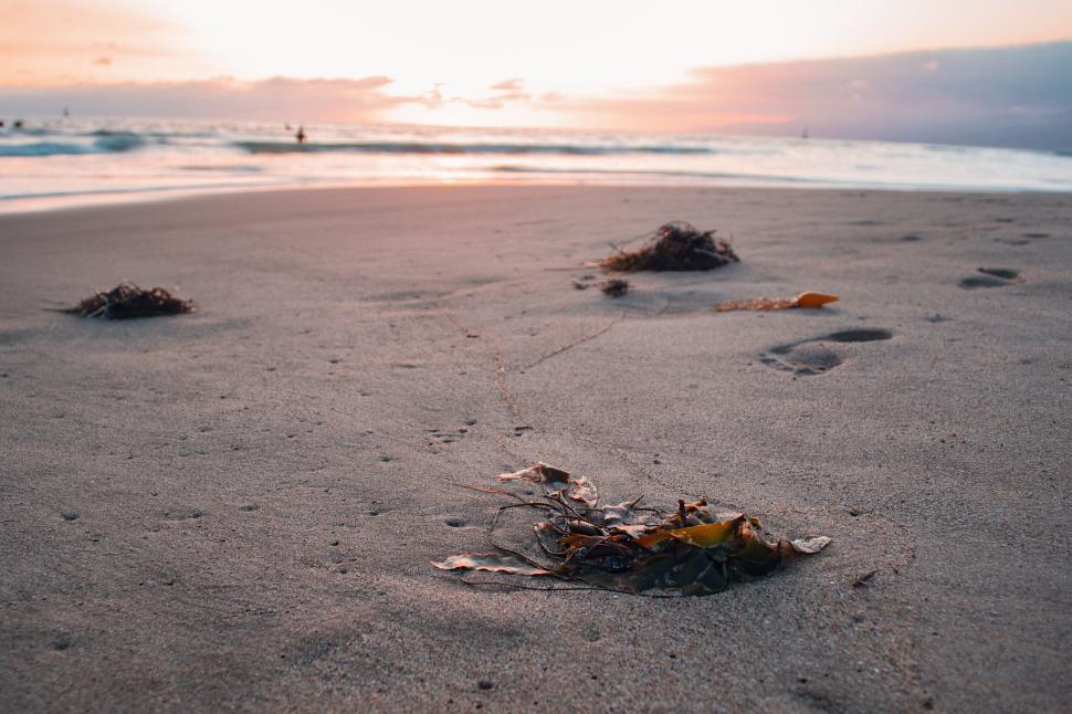 Free Image of Peaceful sandy beach with seaweed and ocean waves 