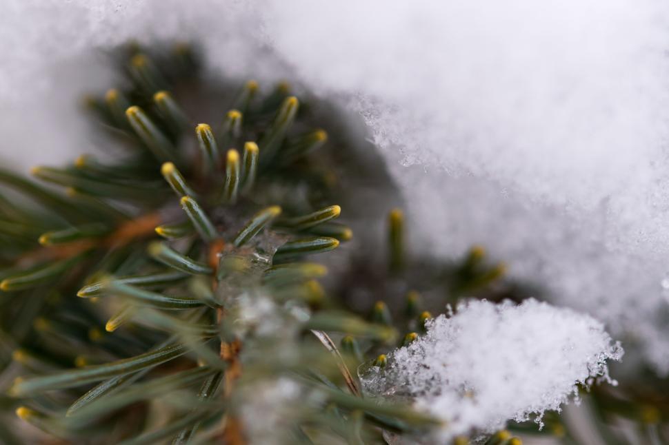 Free Image of Snow-covered evergreen tree with needle-like branches. 