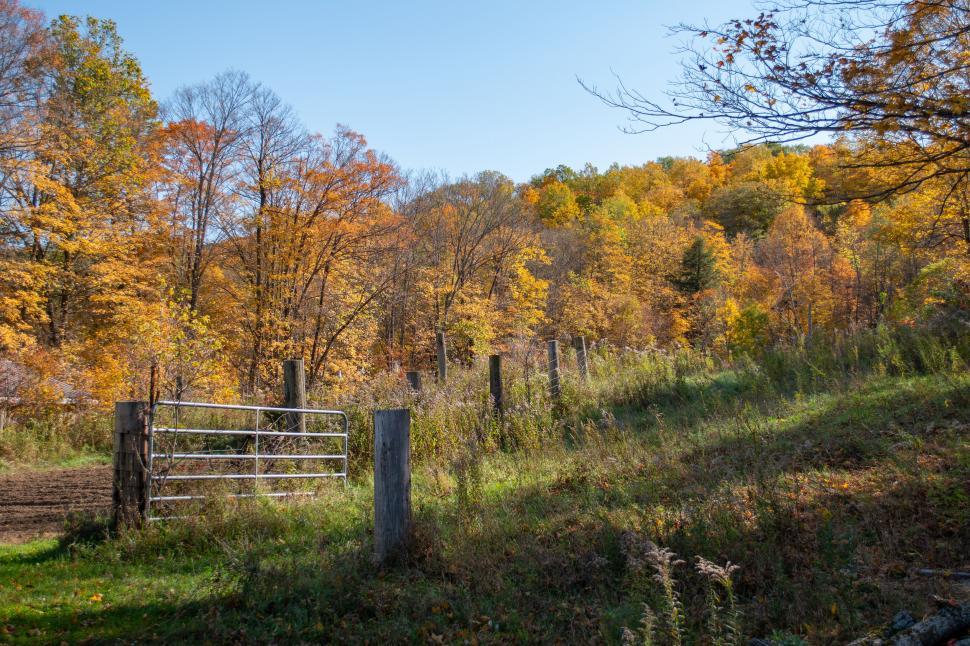 Free Image of Autumn foliage with vibrant yellow, orange, and red leaves. 