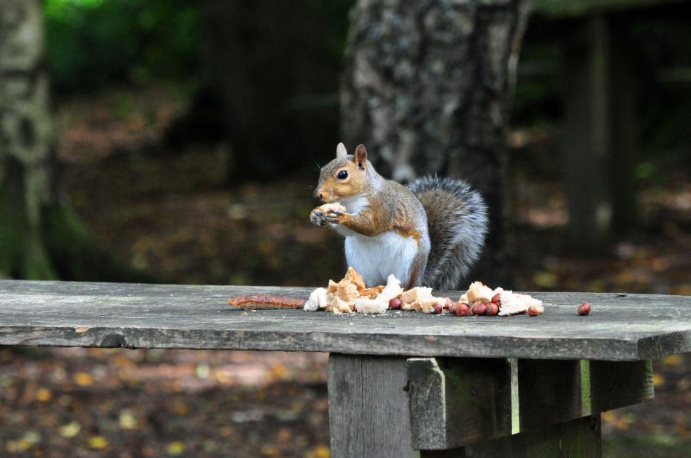Free Image of Perry wood autumn squirrels and leaves 