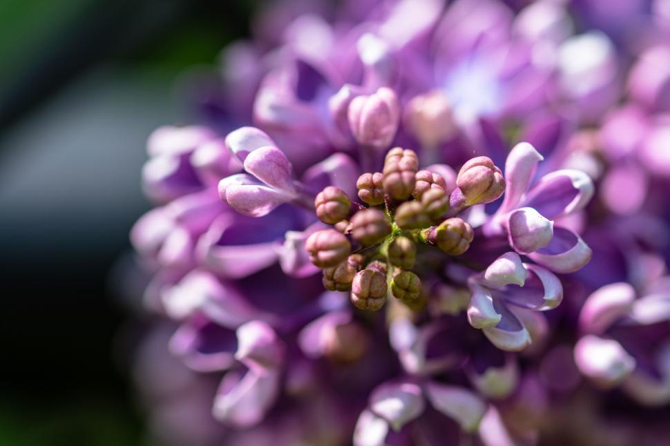 Free Image of Close-up of purple flowers in full bloom macro shot 