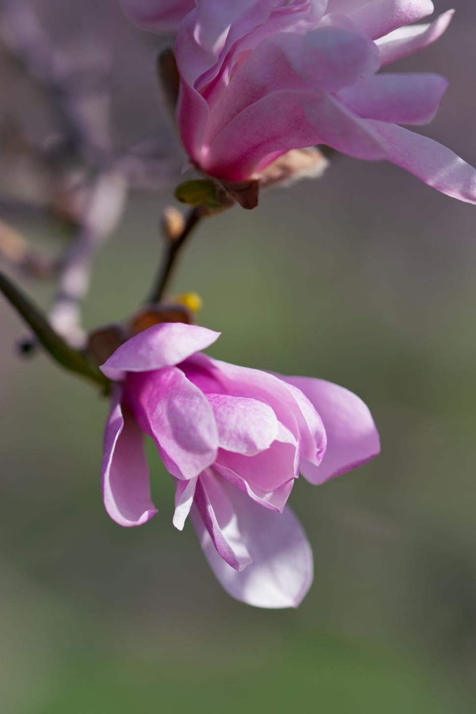 Free Image of Blooming pink flowers on a tree branch in springtime 