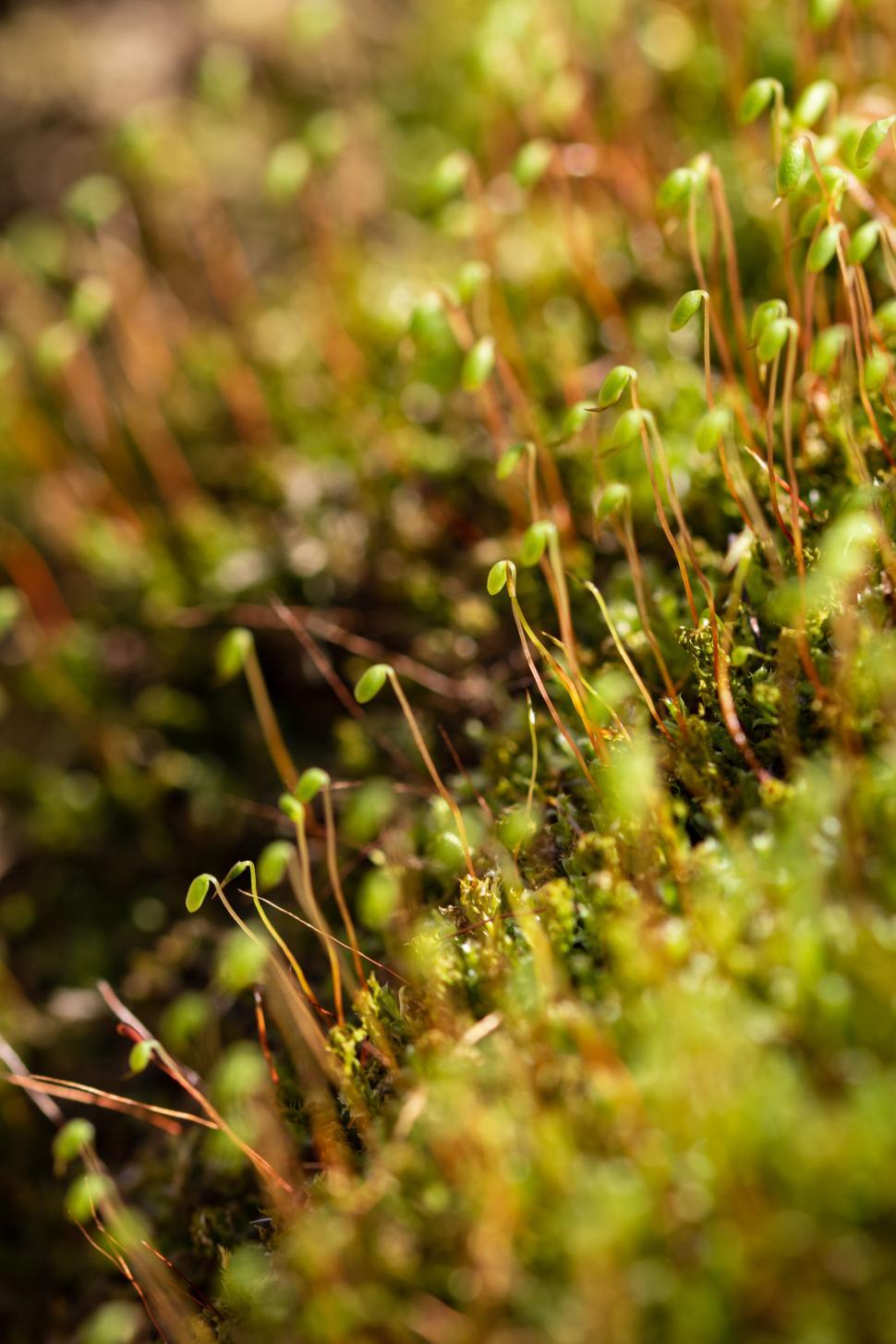 Free Image of Close-up of green sprouts emerging in natural setting 