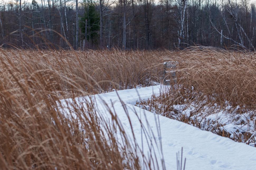 Free Image of Snowy path through tall grass in a wilderness area 