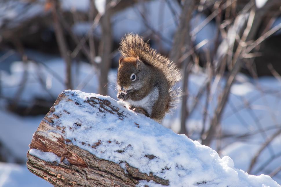 Free Image of Squirrel on a snowy log in a winter forest setting 