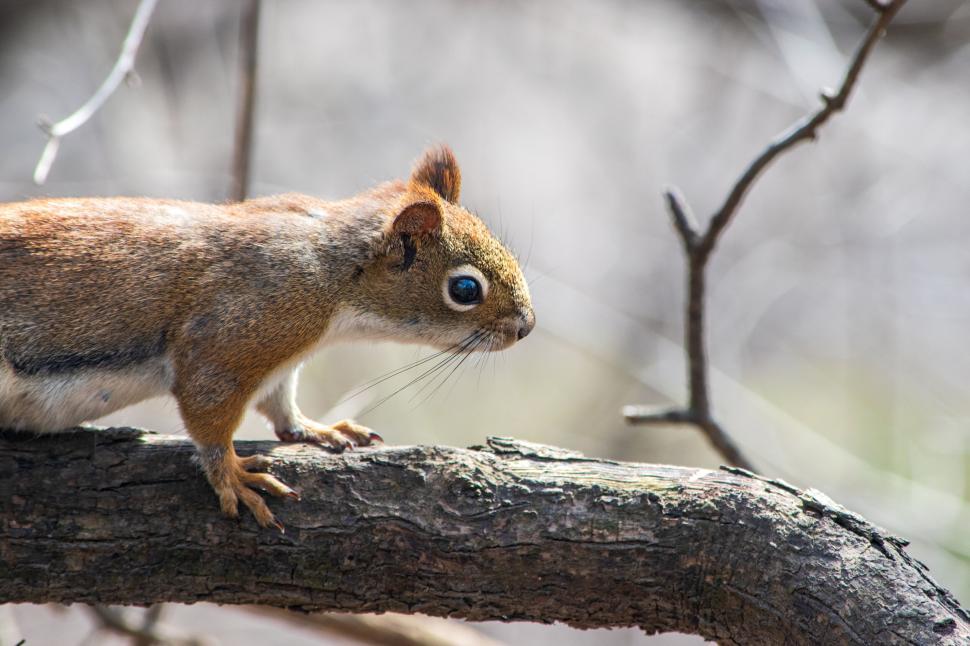 Free Image of Close-up shot of a squirrel on a tree branch lookout 