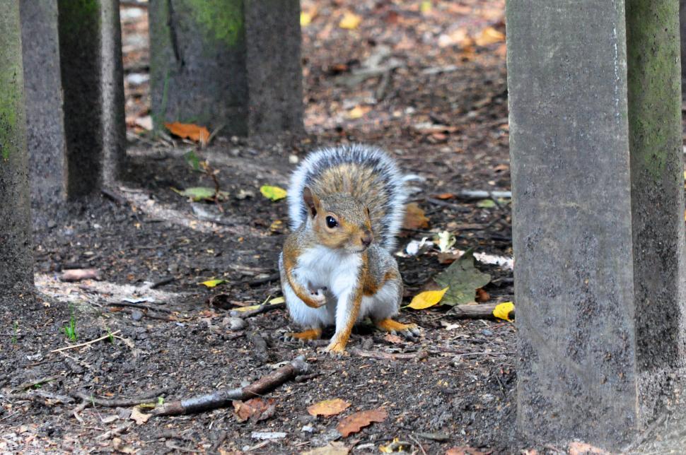 Free Image of Perry wood autumn squirrels and leaves 
