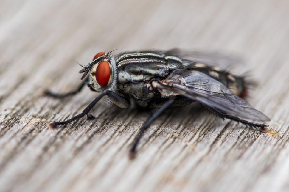 Free Image of Detailed close-up of housefly with orange eyes on surface. 