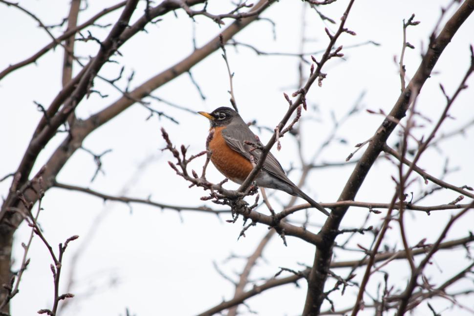 Free Image of Robin bird perched on a bare tree branch in wintertime. 