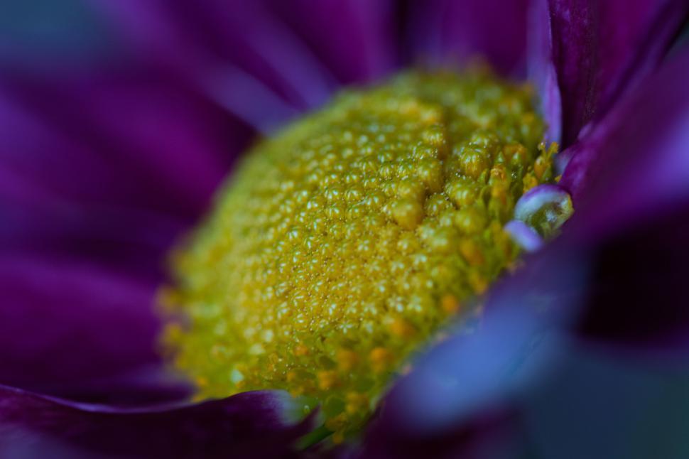 Free Image of Close-up of a vibrant purple flower with yellow center 