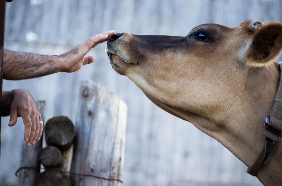 Free Image of Hand touching the nose of a cow in a rustic setting. 