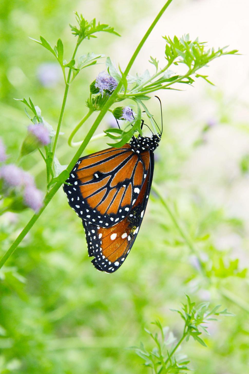 Free Image of Monarch butterfly 