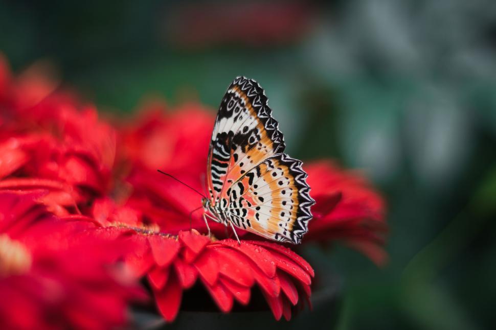 Free Image of Butterfly perched on vibrant red flowers in garden. 