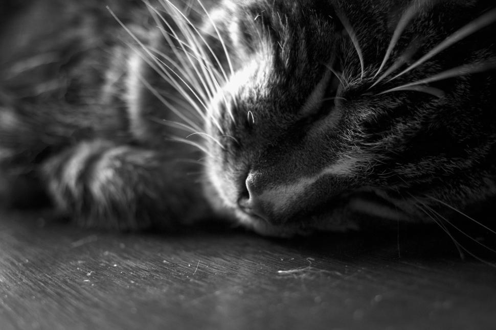 Free Image of Close-up of a sleeping cat in black and white photo. 