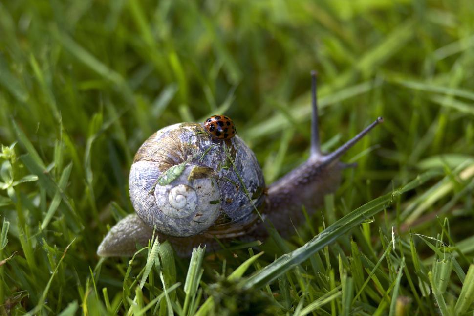 Free Image of Snail with ladybug on shell crawling through green grass 