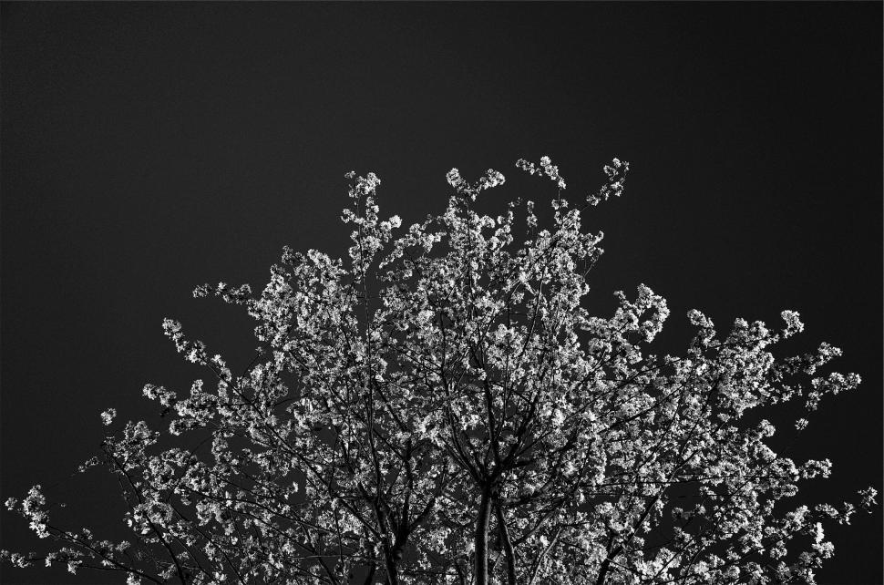 Free Image of Black and white blooming tree against dark night sky 