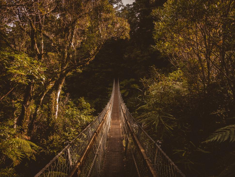 Free Image of Suspension bridge through lush green forest pathway 