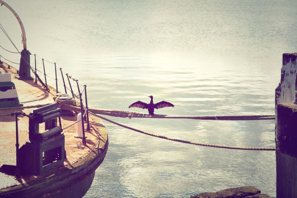 Free Image of Bird with outstretched wings on a rope by water. 