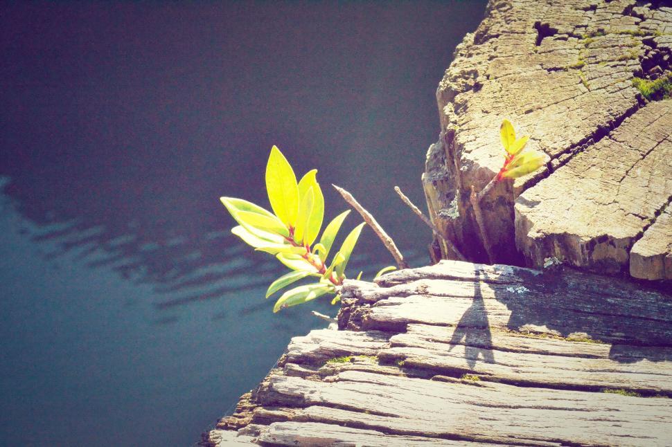 Free Image of New leaves sprout from a weathered piece of wood. 