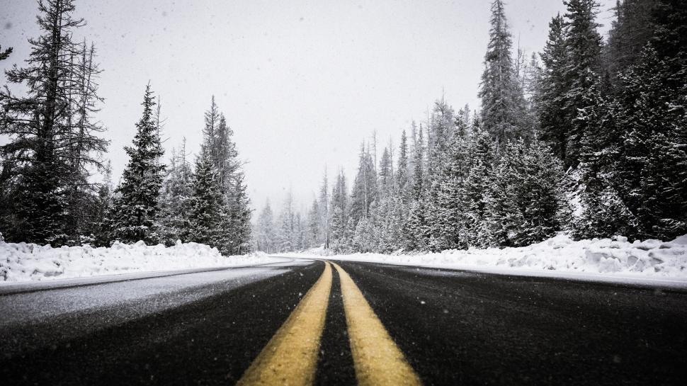 Free Image of Snow-covered road lined with pine trees in winter 