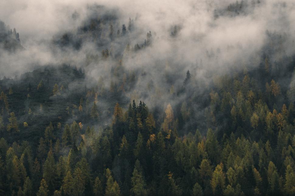 Free Image of Misty forest with autumnal trees shrouded in fog 