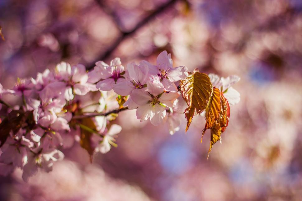 Free Image of Close-up view of cherry blossoms in full bloom, soft focus 