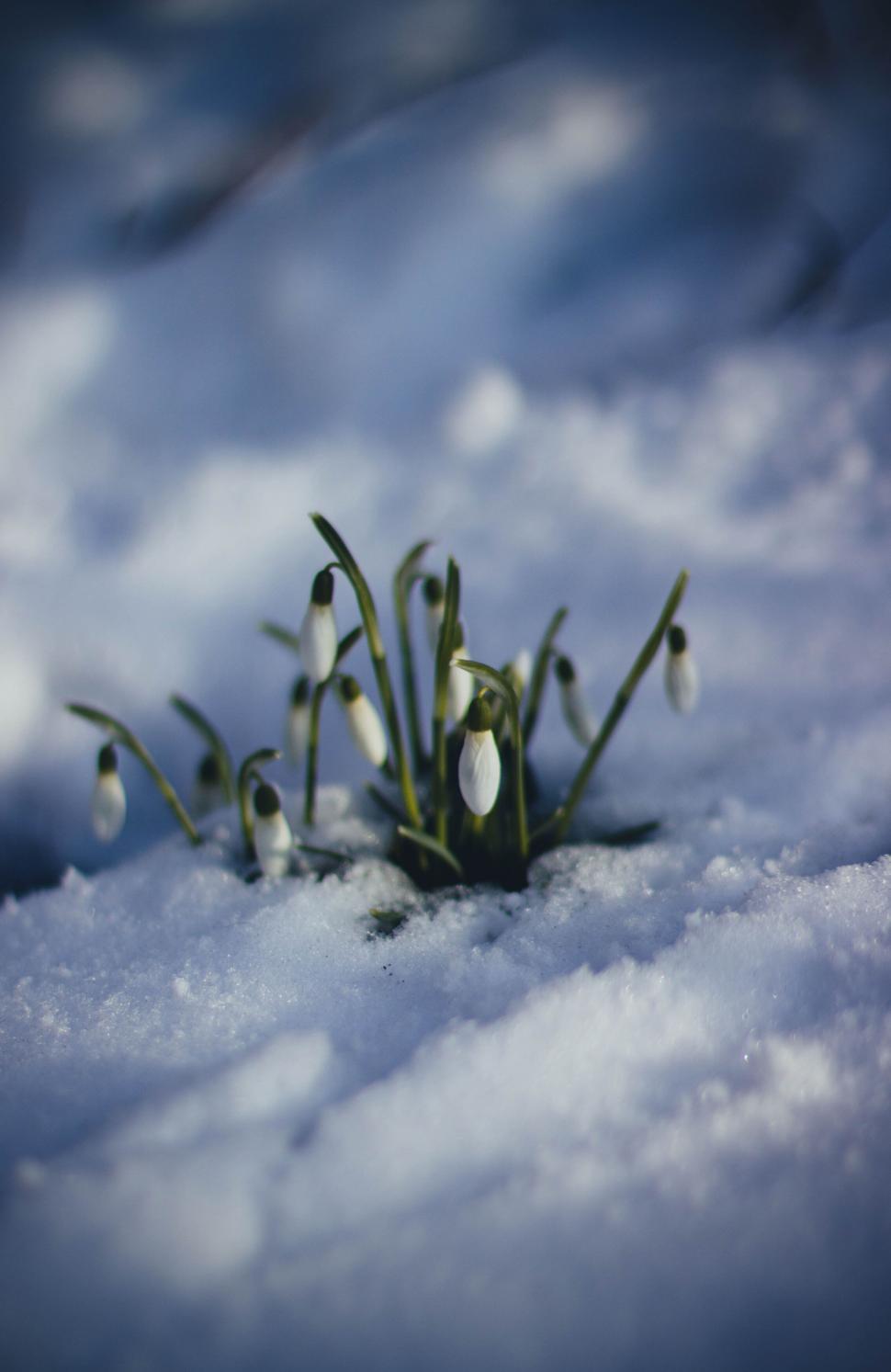 Free Image of Snowdrops blooming through the snow in early spring 