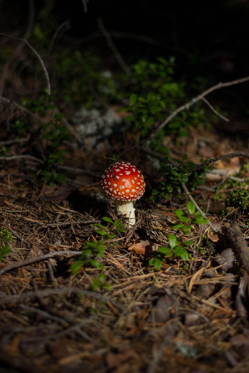Free Image of Single red mushroom with white spots in the forest 
