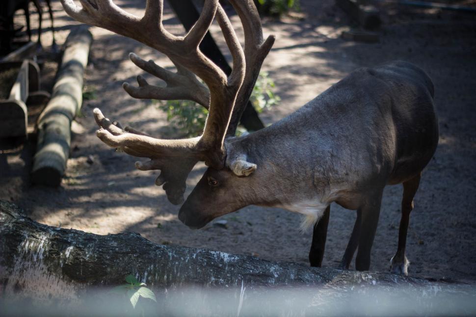Free Image of Side view of grazing deer with large antlers in forest. 