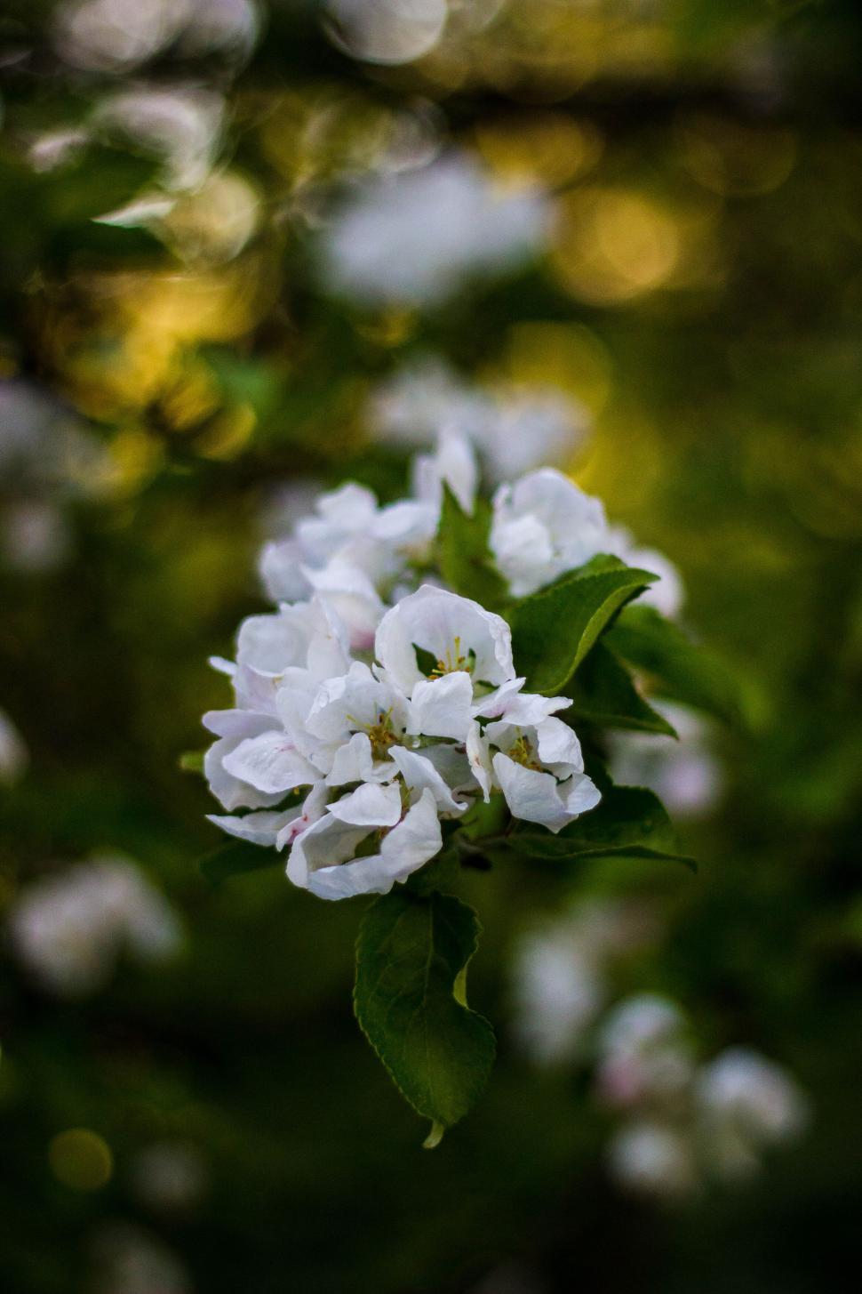 Free Image of Close-up of white flower blossoms on a tree branch 