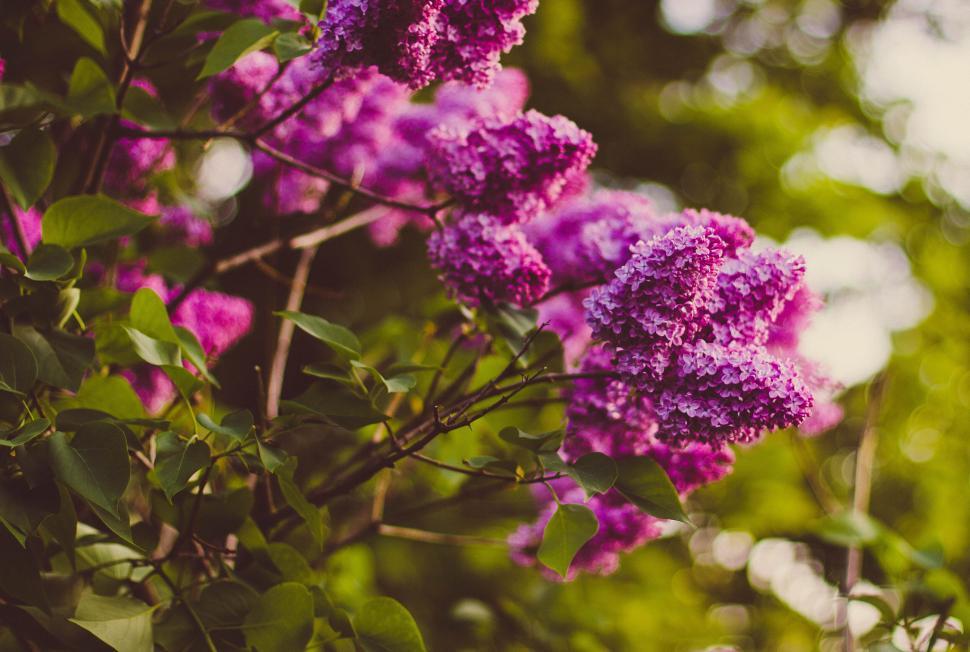 Free Image of Vibrant purple lilac flowers in full bloom on branches 