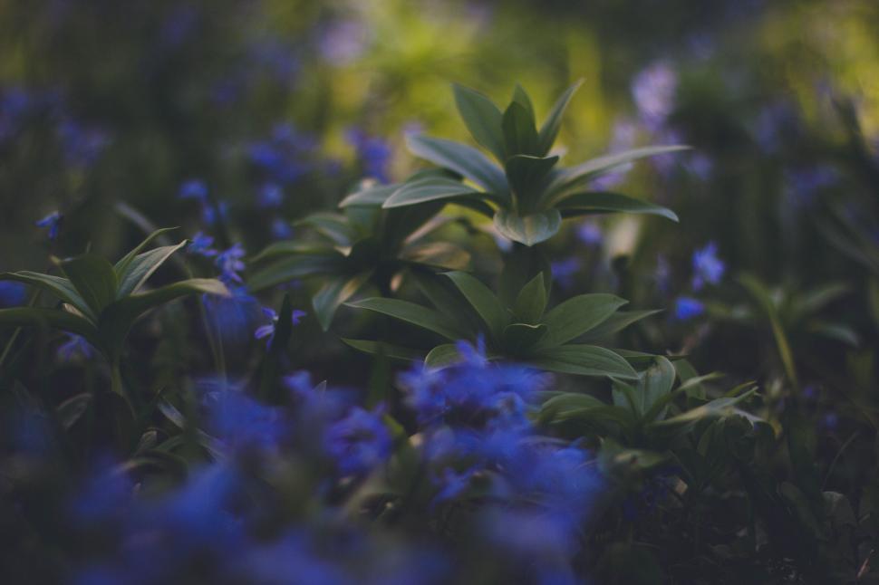 Free Image of Blue wildflowers blooming in a green meadow at dawn 
