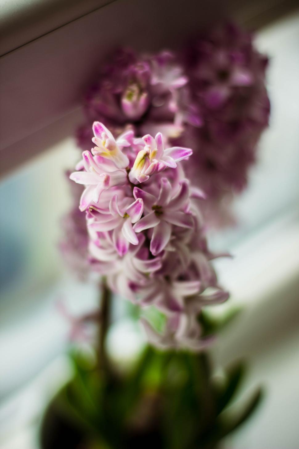 Free Image of Close-up of pink hyacinth flowers with blurred background. 