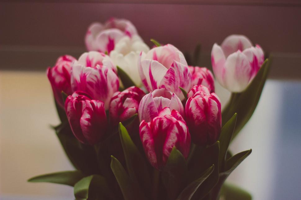 Free Image of Bouquet of pink and white tulips in soft lighting 
