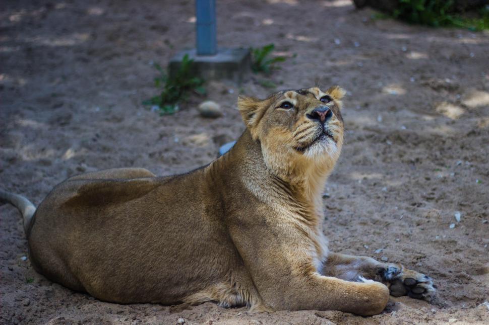 Free Image of Resting lioness looking up while lying on the sand 
